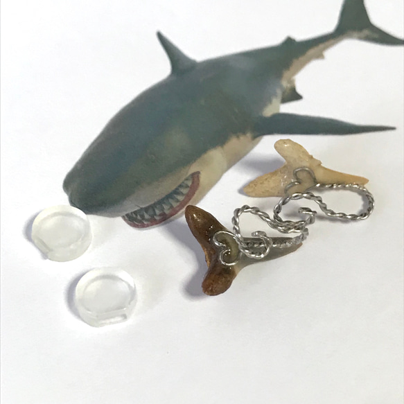 SALE!!化石標本◇サメの歯【Ⅱ】earring／316L 7枚目の画像