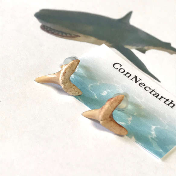 sold out！化石標本◇サメの歯【Ⅴ】pierce／316L 5枚目の画像