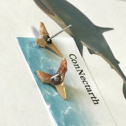 sold out！化石標本◇サメの歯【Ⅴ】pierce／316L 6枚目の画像