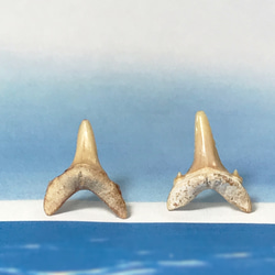 sold out！化石標本◇サメの歯【Ⅴ】pierce／316L 7枚目の画像