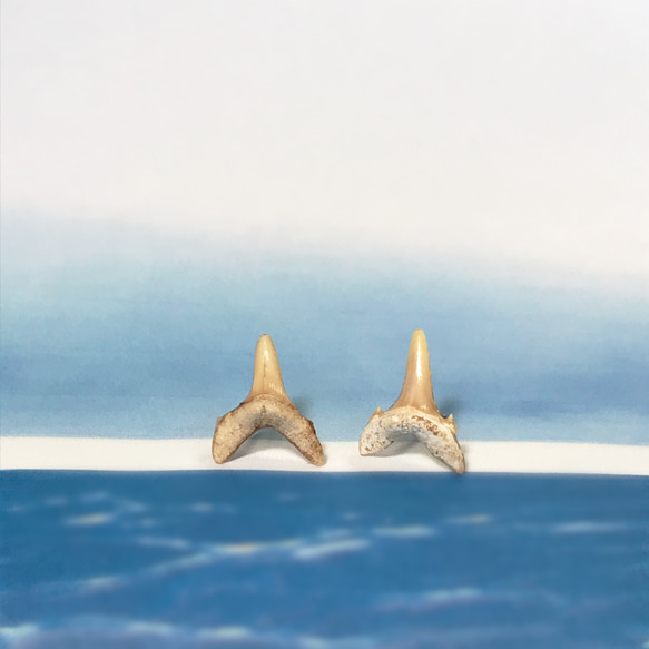 sold out！化石標本◇サメの歯【Ⅴ】pierce／316L 8枚目の画像