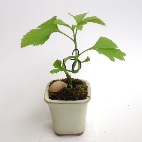 実生イチョウの盆栽仕立て 0515-07 アートフラワー necomoss 通販