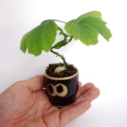 実生イチョウの盆栽仕立て 0615-04 アートフラワー necomoss 通販