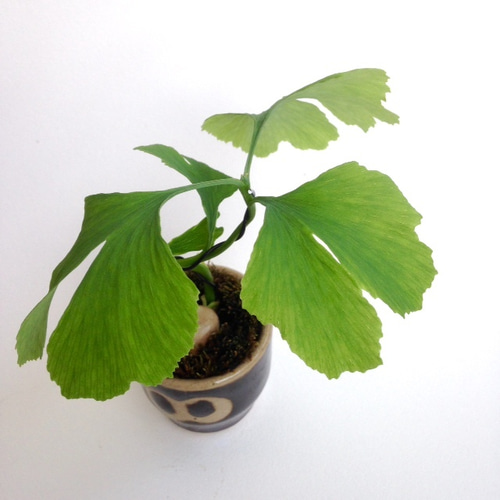 イチョウのアート盆栽 イチョウのアート盆栽