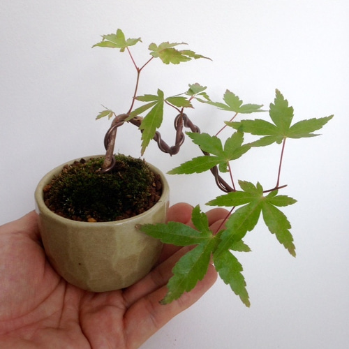 盆栽 『モミジ』 紅葉 インテリア 観葉植物 ガーデニング 送料無料 b108 盆栽 『モミジ』 紅葉 インテリア 観葉植物 ガーデニング 送料