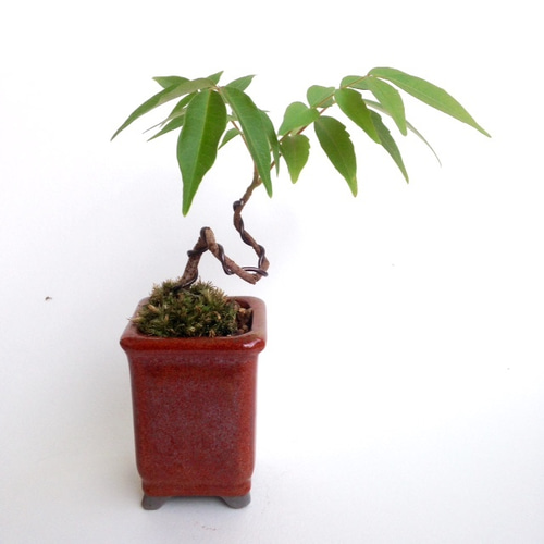 若木ハゼノキの盆栽仕立て 0615-15 アートフラワー necomoss 通販