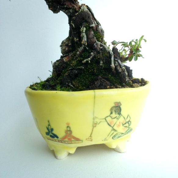 小品盆栽 [古木ミニバラの絵鉢]sold out　0715-01 4枚目の画像