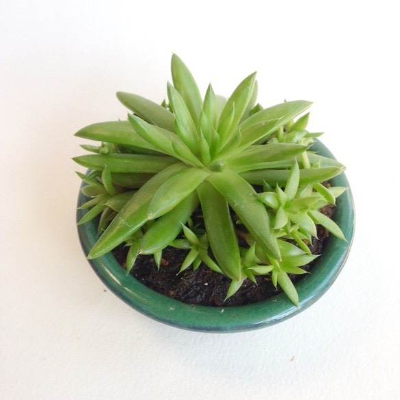 ミニ盆栽 [ツメレンゲ] 0915-07 アートフラワー necomoss 通販 1323767  