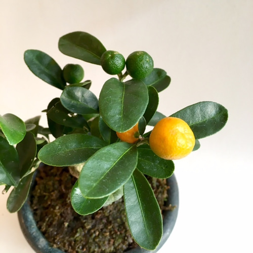 ミニ盆栽 [キンズ] 1215-08 アートフラワー necomoss 通販 1554594