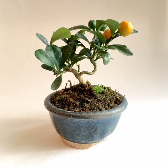 1217 2個 セット 流木インテリア x'mas 花台 ミニ盆栽台 - メルカリ