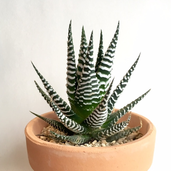 ハオルチア　十二の巻　ワイドバンド斑入り 多肉植物：ハオルチア 十二の巻ワイドバンド*11cm 現品 一品
