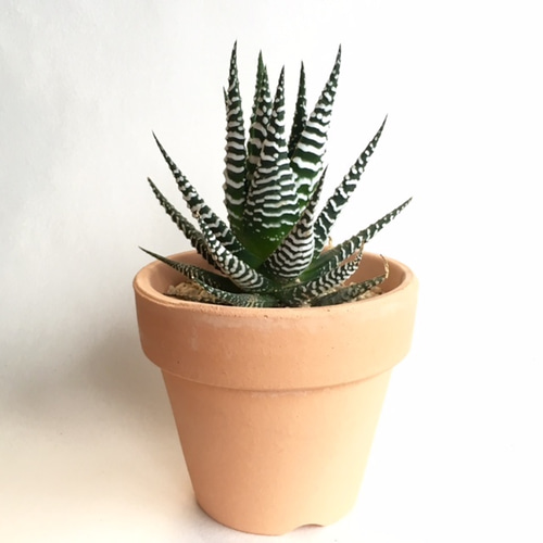 ハオルチア　十二の巻　ワイドバンド斑入り 楽天市場】多肉植物：ハオルチア 十二の巻 ワイドバンド*幅7cm : 遊恵