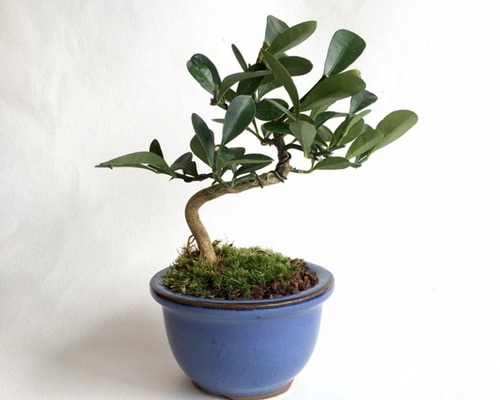 キンズ　[斜幹模様木]　小品盆栽 キンズ [斜幹模様木] 小品盆栽 キンズ [斜幹模様木] 小品盆栽