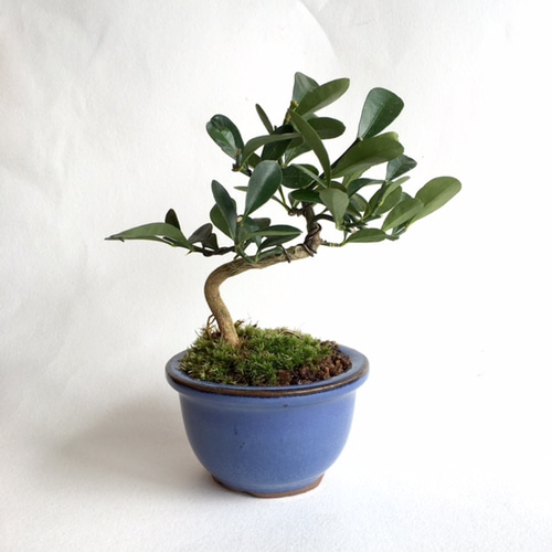 ミニ盆栽 [キンズ] n6900314 アートフラワー necomoss 通販