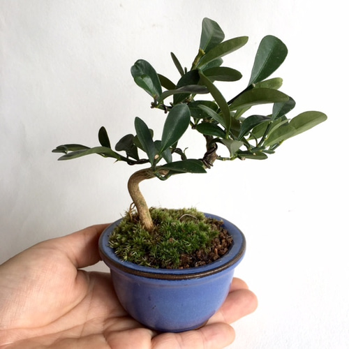 ミニ盆栽 [キンズ] n6900314 アートフラワー necomoss 通販 1874666