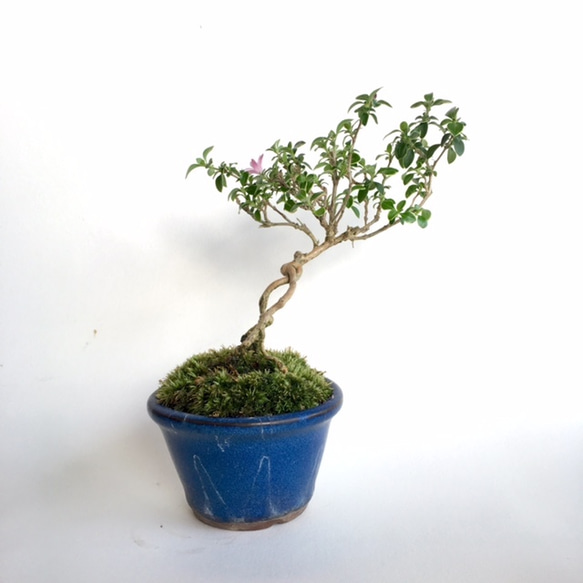 白丁花 ハクチョウゲ 根上がり盆栽