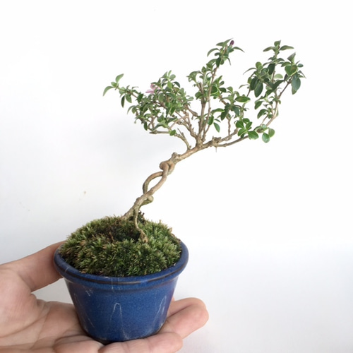 ミニ盆栽 [白丁花]根上がり n6800428 アートフラワー necomoss 通販