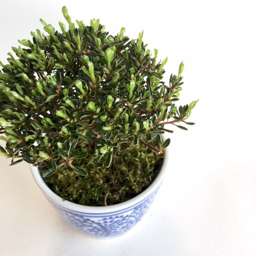 ☆はやとママ☆♡オーガニック【廃盤生地】ミニサイズ2650円 ☆はやとママ☆様専用♡オーガニック【廃盤生地】ミニサイズ