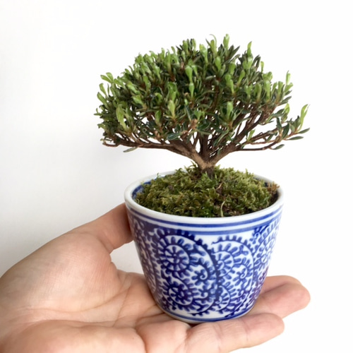あめつち工房　ミニ盆栽 Amazon.co.jp: 工房あめつち BOOK型箸置き 盆栽と筆 2個セット