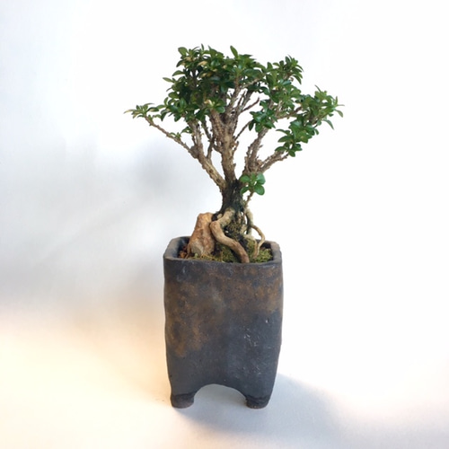 ミニ盆栽 [八つ房白丁花]石付 n61400505 アートフラワー