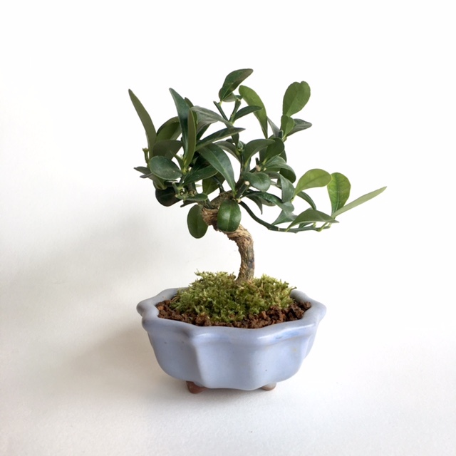 ミニ盆栽 [キンズ] n6900436 アートフラワー necomoss 通販 2158436