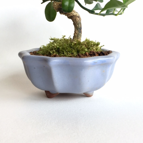 小品 盆栽 キンズ ぼうぼうのキンズを剪定&針金掛け👌 手入れ前の画像は撮り忘れて