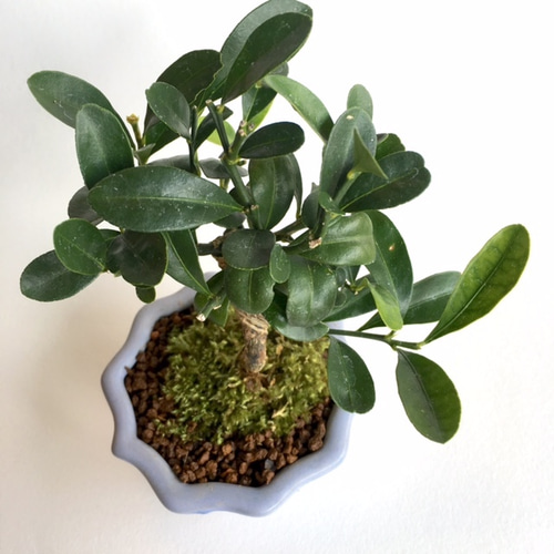 ミニ盆栽 [キンズ] n6900436 アートフラワー necomoss 通販 2158436