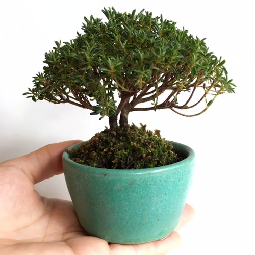 亦盆栽 Chinese Elm – Curved Trunk – 6″ Pot – Wigert's Bonsai