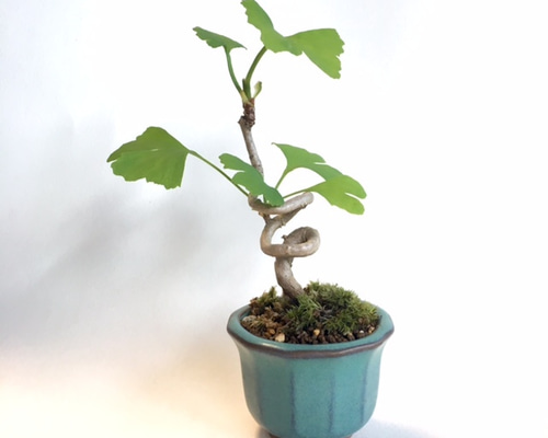 イチョウのアート盆栽 d5ff77e7d9aa2a3c85d7b9b9ccea8a