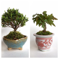 ご予約品 ミニ盆栽 [早乙女小町サツキ＋カエデ絵鉢]セット