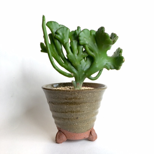 BONNIC! [オンコクラータ綴化 ユーフォルビア] n6670622 アート