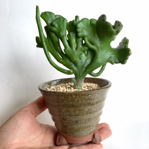 その他観葉植物 moomooo 観葉植物 ・庭木【数量限定】タマモクマオウ（玉木麻黄） / 12寸