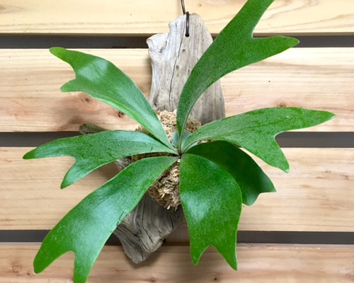 コウモリラン（流木付） 流木付コウモリラン数点入荷しました✨ 主役はコウモリラン！の