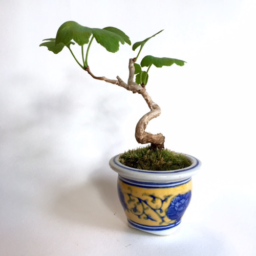 ミニ盆栽 [イチョウ] n6770916 その他インテリア雑貨 necomoss