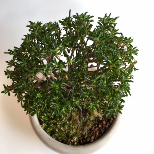 ミニ盆栽 [サツキ 早乙女小町] n6600921 その他インテリア雑貨