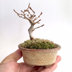 ミニ盆栽 [サツキ 早乙女小町] n6730433 アートフラワー