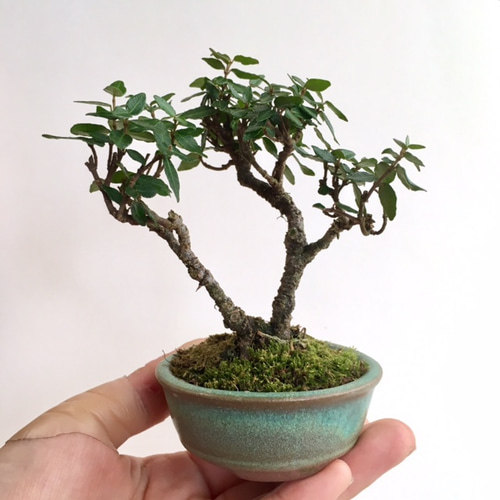 チリメンカズラ ミニ盆栽 ミニ盆栽 [チリメンカズラ] n6901220 その他