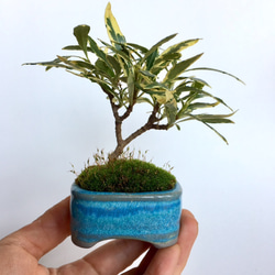 ミニ盆栽 [早乙女さつき] 1215-05 アートフラワー necomoss 通販