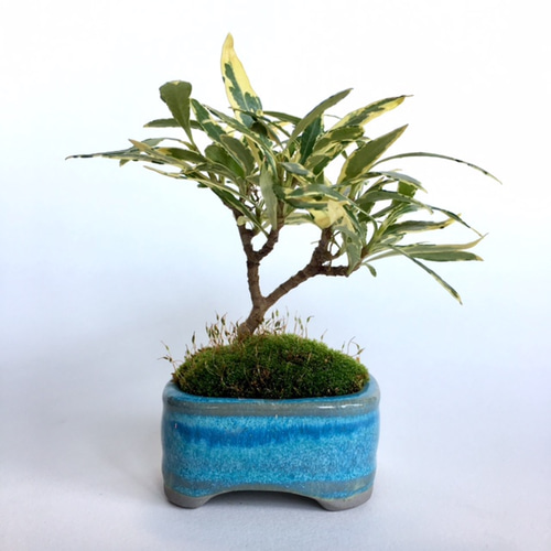 ご予約品 ミニ盆栽 [斑入りクチナシ] N170441 その他インテリア雑貨