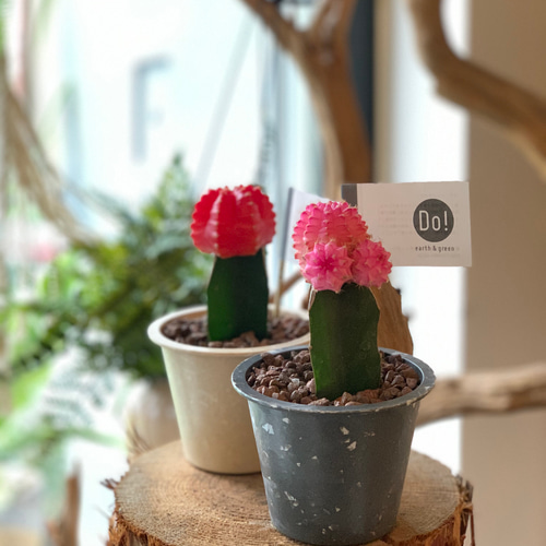 カラーヘッドサボテン 多肉植物 lowergo 通販 10515093｜Creema