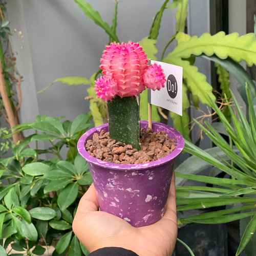 カラーヘッドサボテン 多肉植物 lowergo 通販 10515093｜Creema