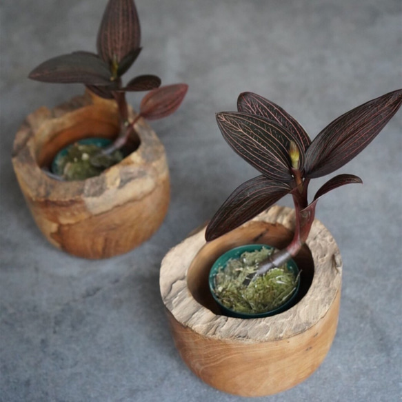 アネクトキルス ウッド鉢カバー セット 観葉植物 グリーン インテリア 新生活 1枚目の画像