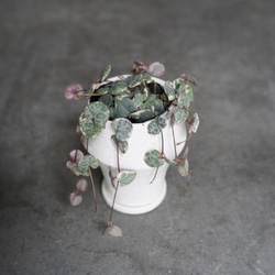 ハートカズラ 鉢付き セット 観葉植物 グリーン インテリア 新生活 2枚目の画像