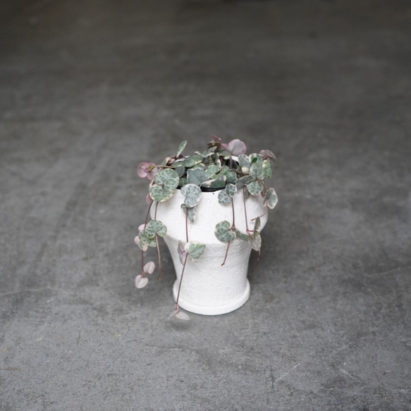 ハートカズラ 鉢付き セット 観葉植物 グリーン インテリア 新生活 4枚目の画像