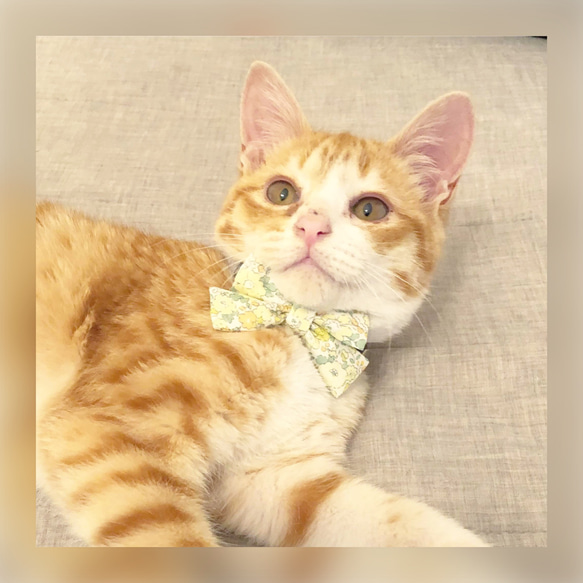 〈再販〉 猫 犬 首輪 リバティプリント × Amelie スモールリボン オレンジ 花柄 プレゼントにも♫ 6枚目の画像