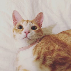 〈再販〉 猫 犬 首輪 シンプル ライトピンク コットン100% セーフティバックル プレゼントにおすすめ♫ 4枚目の画像