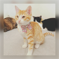 猫 首輪 ミディアムリボン サーモンピンク 花柄 リバティプリント×Josephine 4枚目の画像