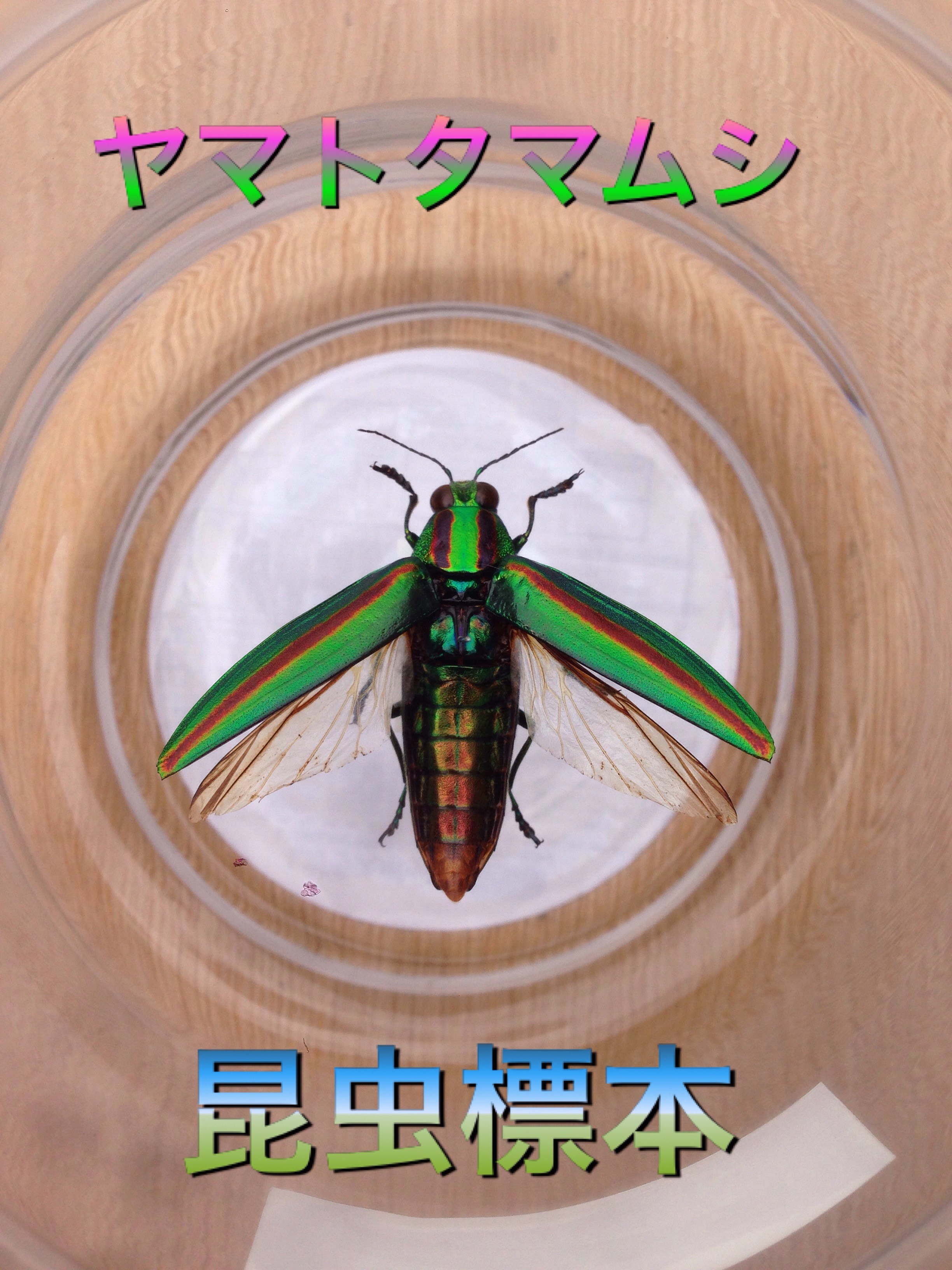 ヤマトタマムシ　55匹セット　昆虫標本