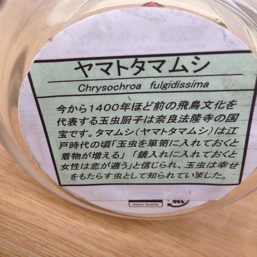 昆虫標本 ヤマトタマムシ その他インテリア雑貨 坂本屋 通販 5948132