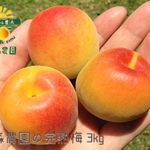 青森県産 完熟梅 3kg 青森の完熟梅 [豊後梅ぶんごうめ] 2L～3Lサイズ混合